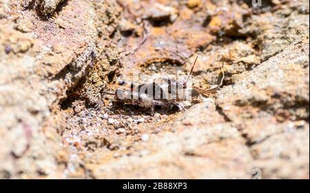 Sand Grasshopper (Sfaragemon collare) 5th Instar arroccato in Red Rock e sporco in Colorado Foto Stock