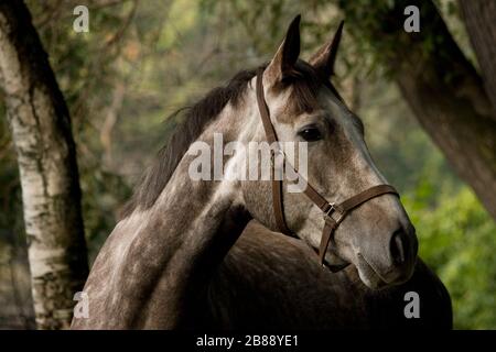 Giovane cavallo grigio applesso in piedi nella foresta e guardando lontano. Ritratto animale chiuso. Foto Stock