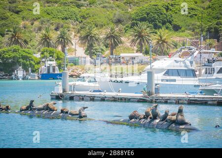 Vicino a Città del Capo, Sud Africa - 30 novembre 2019 - foche poggiate su pontoni nel porto di Hout Bay Foto Stock