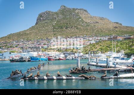 Vicino a Città del Capo, Sud Africa - 30 novembre 2019 - foche poggiate su pontoni nel porto di Hout Bay Foto Stock