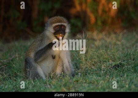 Kenyan Vervet Monkey mangiare erba e mostrare i denti Foto Stock