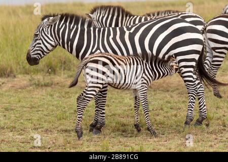 Zebra nella Riserva Nazionale Masai Mara. Kenya Foto Stock