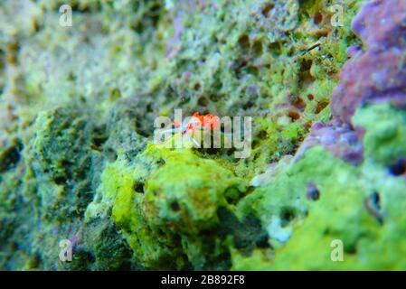 Nudibranca con gli occhi arancioni - Cratena capensis Foto Stock