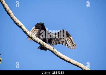 Un avvoltoio nero americano (Coragyps atratus) conosciuto anche come chulo,gallinazo,zamuro,golero, che si gota nell'Amazzonia colombiana. Foto Stock