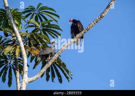 Un paio di, maschio e femmina, avvoltoio nero americano (Coragyps atratus) conosciuto anche come chulo,gallinazo,zamuro,golero, che si gota nel Rio delle Amazzoni colombiane. Foto Stock