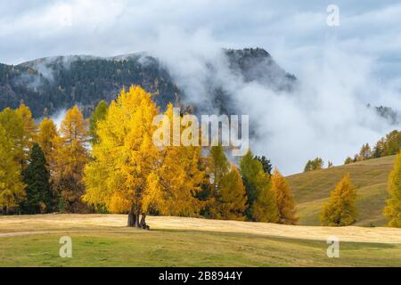 Una vista nebbiosa dei prati delle Dolomiti dopo la pioggia Foto Stock