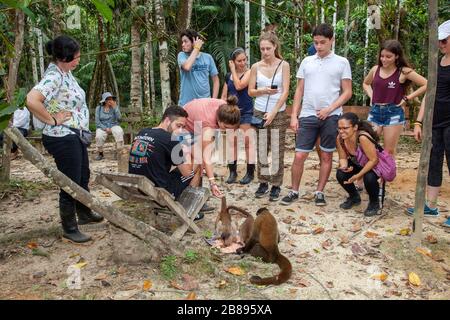 Gruppo turistico e la Fondazione Maikuchiga scimmia, santuario delle scimmie a Loreto Mocagua nella foresta pluviale Amazzonica, Leticia Amazon, Colombia. Sud America. Foto Stock