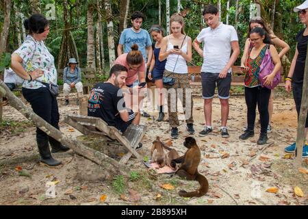 Gruppo turistico e la Fondazione Maikuchiga scimmia, santuario delle scimmie a Loreto Mocagua nella foresta pluviale Amazzonica, Leticia Amazon, Colombia. Sud America. Foto Stock