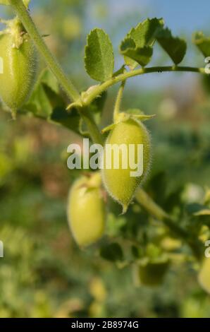 Ceci verde pod. Ceci verdi in pod crescente su una pianta primo piano. Dettaglio di pianta di ceci che cresce sul campo Foto Stock