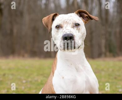 A Catahoula Leopard Dog x Pit Bull Terrier misto cane di razza con freckles sulla sua faccia e le orecchie floppy Foto Stock