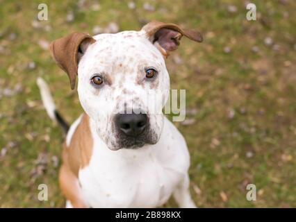 A Catahoula Leopard Dog x Pit Bull Terrier misto cane di razza con freckles sulla sua faccia e le orecchie floppy Foto Stock