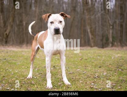 A Catahoula Leopard Dog x Pit Bull Terrier misto cane di razza con freckles sulla sua faccia e le orecchie floppy in piedi all'aperto Foto Stock