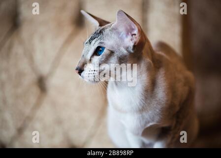 Gatto orientale con occhi blu intensi seduti su una poltrona Foto Stock