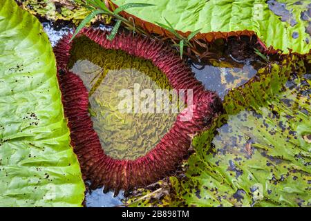 Nuovo emergente Amazonian Victoria gigantesco acqua giglio pad in Amazon Rain Forest, Perù, Sud America. Foto Stock