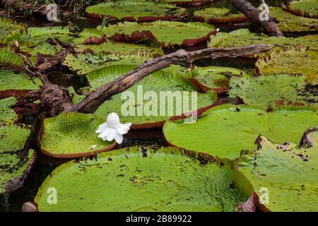 Amazzonia Victoria gigantesca acqua giglio pastiglie nella foresta pluviale Amazzonia, Perù, Sud America. Foto Stock