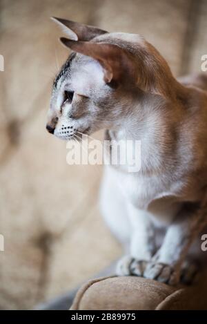 Gatto orientale "Willow" seduto sul braccio di una poltrona Foto Stock