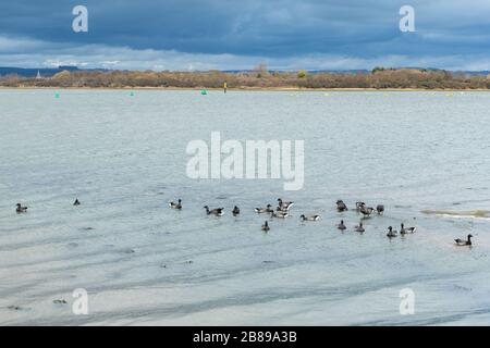 Brent geese (Branta bernicla) a Chichester Harbour, West Sussex, Regno Unito Foto Stock