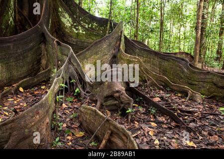 Enormi radici di rinforzo di un gigantesco albero di Oje nella foresta amazzonica. Perù, Sud America. Foto Stock