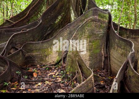 Enormi radici di rinforzo di un gigantesco albero di Oje nella foresta amazzonica. Perù, Sud America. Foto Stock