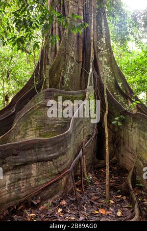 Enormi radici di rinforzo di un gigantesco albero di Oje nella foresta amazzonica. Perù, Sud America. Foto Stock