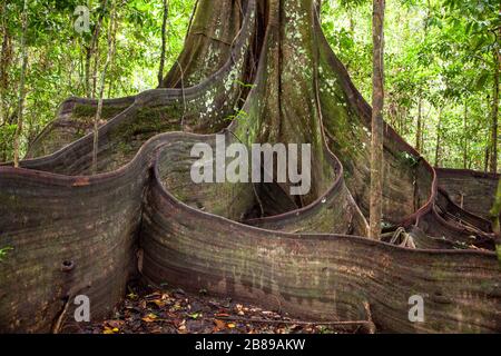 Enormi radici di rinforzo di un gigantesco albero di Oje nella foresta amazzonica. Perù, Sud America. Foto Stock