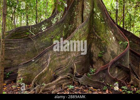 Enormi radici di rinforzo di un gigantesco albero di Oje nella foresta amazzonica. Perù, Sud America. Foto Stock