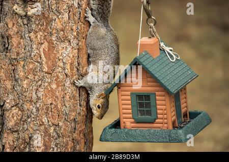 Uno scoiattolo di albero sneaky ruba i semi dall'alimentatore dell'uccello in Rathdrum, Idaho. Foto Stock