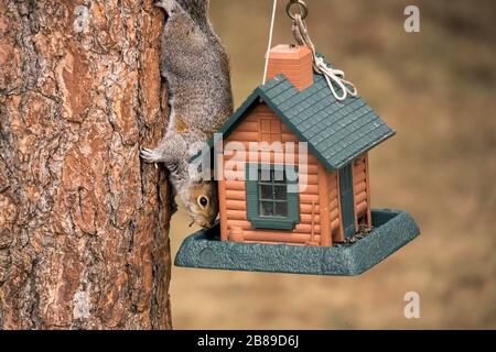 Uno scoiattolo di albero sneaky ruba i semi dall'alimentatore dell'uccello in Rathdrum, Idaho. Foto Stock