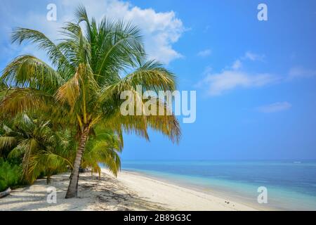 Spiaggia da sogno: Oceano turchese trasparente, sabbia bianca pura, cielo azzurro con nuvole, palme glorius, noci di cocco verdi. Sfondo esotico del cielo Foto Stock