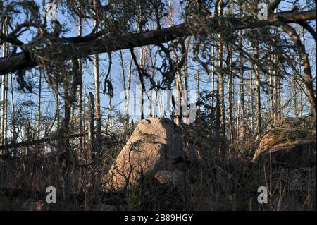 Lessebo, Contea di Kronoberg, Svezia. 12 Dicembre 2013 © Wojciech Strozyk / Alamy Stock Photo Foto Stock