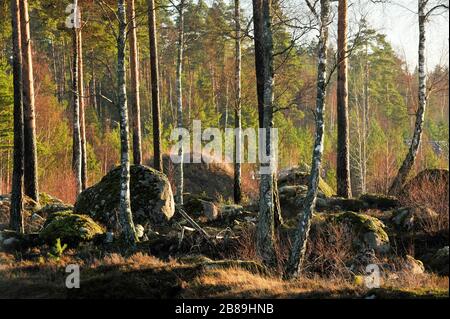 Lessebo, Contea di Kronoberg, Svezia. 12 Dicembre 2013 © Wojciech Strozyk / Alamy Stock Photo Foto Stock