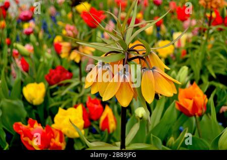 Giglio closeup circondato con tulipani in un giardino Foto Stock