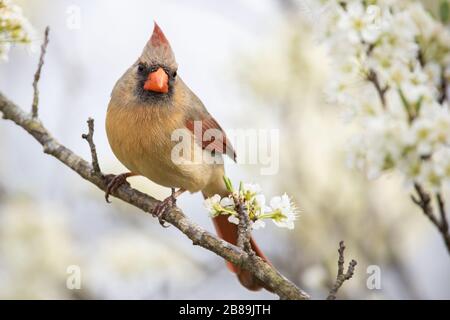 Un cardinale del nord femminile arroccato in un albero di susina Foto Stock