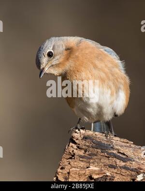 Un Bluebird orientale arroccato su un ceppo Foto Stock