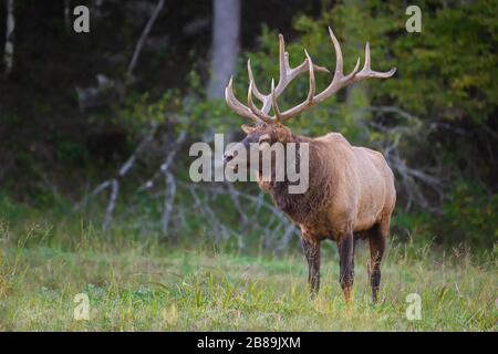 Un Elk toro in pausa in un campo Foto Stock