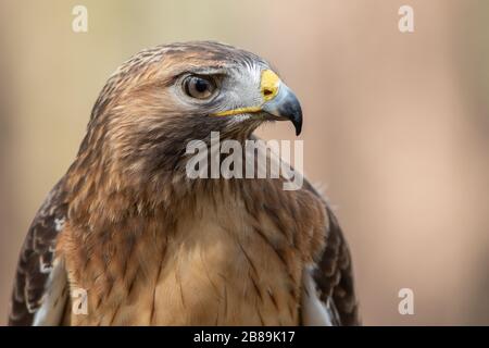 Un ritratto di un falco dalla coda rossa Foto Stock