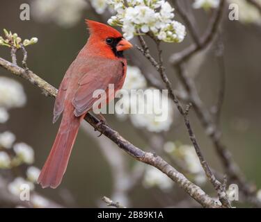 Un cardinale settentrionale arroccato in un albero di susina Foto Stock