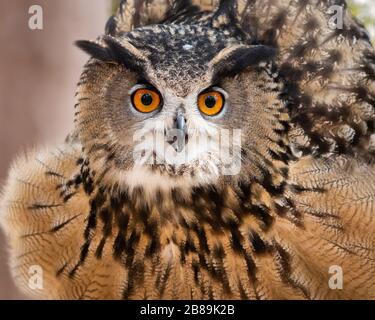 Un gufo reale pelosità le sue piume. Foto Stock