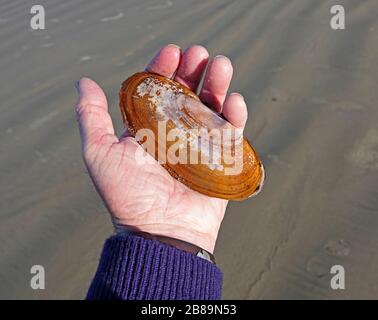 La conchiglia di un clam del rasoio del Pacifico, Siliqua patula, su una spiaggia sabbiosa sulla costa del Pacifico dell'Oregon vicino al villaggio di Yachats, Oregon. Foto Stock