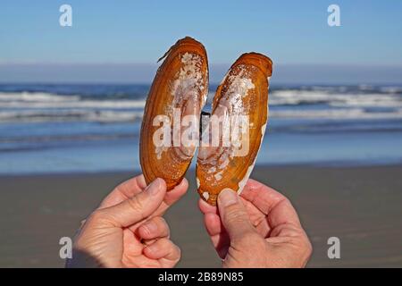 La conchiglia di un clam del rasoio del Pacifico, Siliqua patula, su una spiaggia sabbiosa sulla costa del Pacifico dell'Oregon vicino al villaggio di Yachats, Oregon. Foto Stock