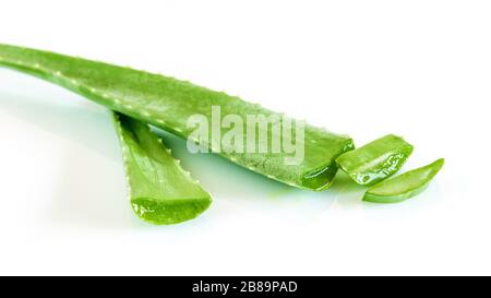 Foglie di aloe vera pianta su fondo bianco primo piano, isolato. Ingrediente di rinnovamento per la medicina naturale. Foto Stock