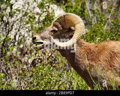 Pecore bighorn in primo piano del Parco Nazionale di Yellowstone Foto Stock