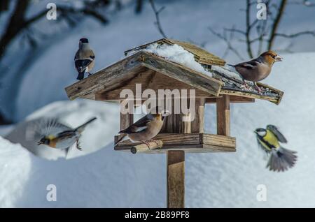 Guardare gli uccelli in un alimentatore durante i mesi invernali è un ottimo modo per aiutare le creature che altrimenti potrebbero lottare per trovare il loro prossimo pasto. Foto Stock