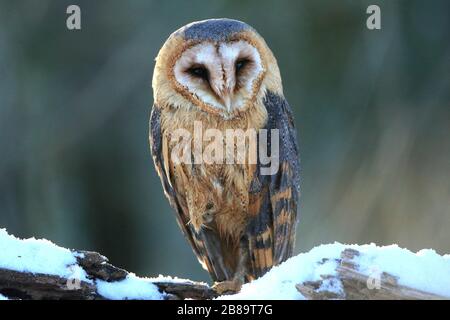 Fienile owl (Tyto alba), siede su un tronco in inverno, Repubblica Ceca Foto Stock