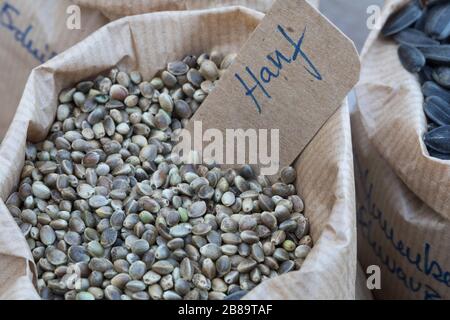 Canapa indiana, marijuana, mary jane (Cannabis sativa), semi di canapa da birdseed, Germania Foto Stock