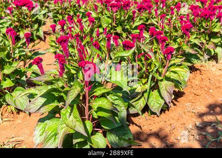 Colorato rosso Celosia fiore o Cockpettine e petunia fiori fioritura in giardino per sfondo naturale Foto Stock