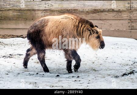 Un Takin furry, chiamato anche una capra gnu o un camosci di bestiame, cammina attraverso un campo nevoso in un freddo inverno giorno Foto Stock