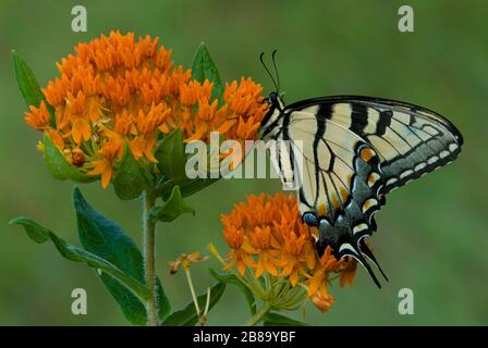 Eastern Tiger Swallowtail Butterfly Papilio glaucus alimentazione sulle Farfalle Asclepias tuberosa e USA, di Skip Moody/Dembinsky Photo Assoc Foto Stock