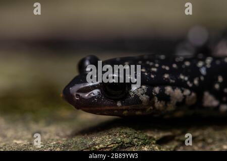 Salamina slimy settentrionale (Plethodon glutinosus) da Union County, Illinois, Stati Uniti. Foto Stock