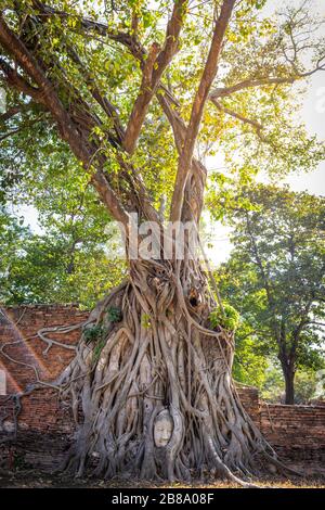 Grande albero di bodhi con testa di Buddha nelle radici dell'albero al Tempio di Wat Mahathat Ayutthaya Thailandia. È il luogo più popolare per i turisti stranieri. Foto Stock